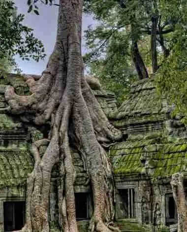 Ta Prohm Temple known as Tomb Raider Temple