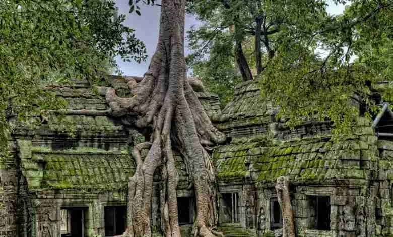 Ta Prohm Temple known as Tomb Raider Temple