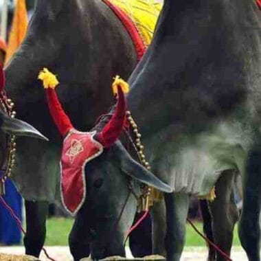 Cambodia Royal Ploughing Ceremony