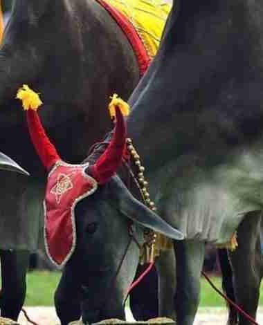Cambodia Royal Ploughing Ceremony