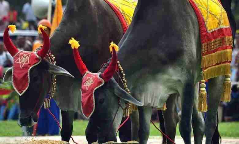 Cambodia Royal Ploughing Ceremony