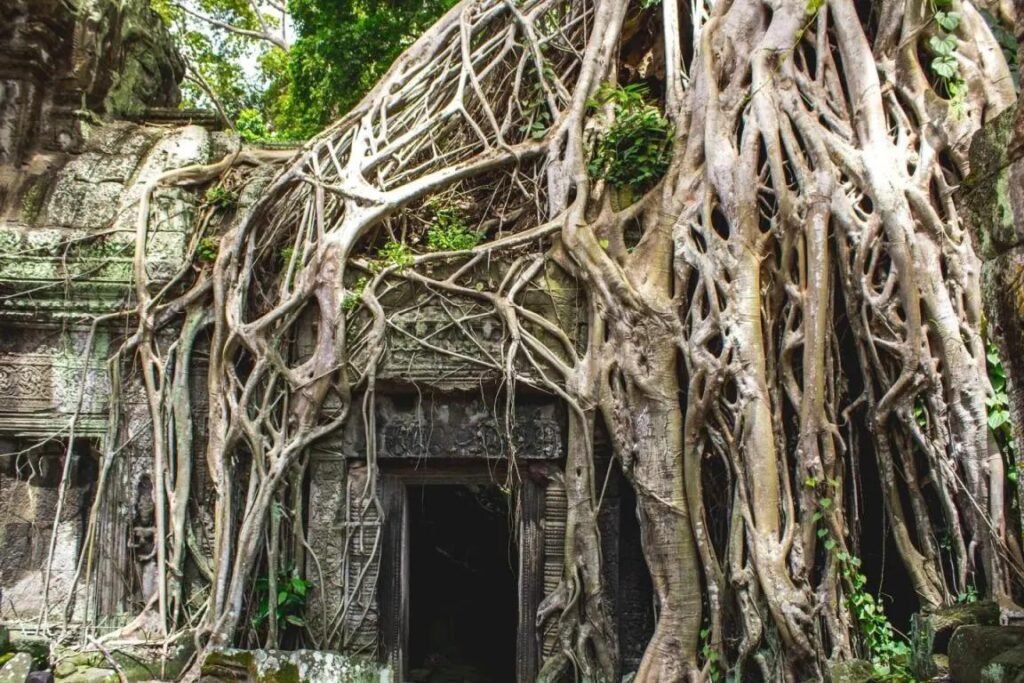 Ta Prohm Temple known as Tomb Raider Temple