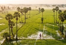 Endless rice paddies in Battambang province, Cambodia's agricultural heartland and first UNESCO City of Gastronomy