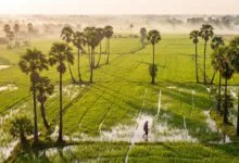 Endless rice paddies in Battambang province, Cambodia's agricultural heartland and first UNESCO City of Gastronomy