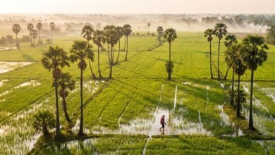 Endless rice paddies in Battambang province, Cambodia's agricultural heartland and first UNESCO City of Gastronomy