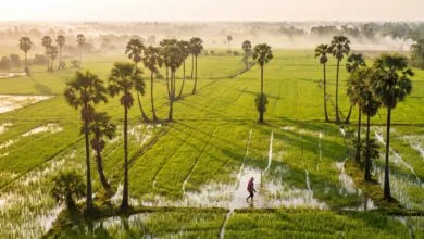 Endless rice paddies in Battambang province, Cambodia's agricultural heartland and first UNESCO City of Gastronomy