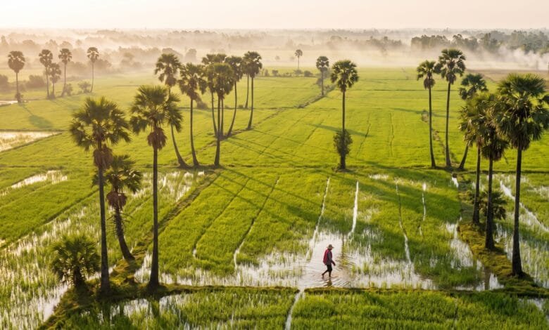Endless rice paddies in Battambang province, Cambodia's agricultural heartland and first UNESCO City of Gastronomy