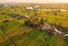 Aerial view of Cambodia's flat central plains with rice paddies, palm trees, and a river winding through the landscape
