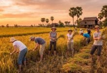 Golden rice fields in Cambodia during harvest season