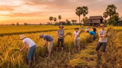 Golden rice fields in Cambodia during harvest season
