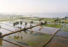 Aerial view of flooded rice paddies with earthen bunds in Cambodia's central plain, with palm trees and the Tonle Sap Lake in the distance.