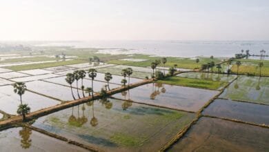 Aerial view of flooded rice paddies with earthen bunds in Cambodia's central plain, with palm trees and the Tonle Sap Lake in the distance.