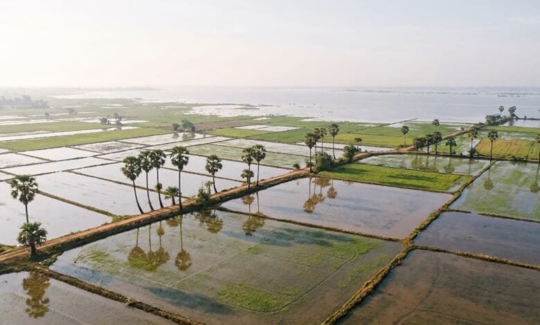 Aerial view of flooded rice paddies with earthen bunds in Cambodia's central plain, with palm trees and the Tonle Sap Lake in the distance.