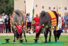 Two decorated royal oxen stand before seven golden food trays during Cambodia's Royal Ploughing Ceremony, with a crowd watching in the background.