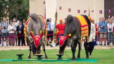 Two decorated royal oxen stand before seven golden food trays during Cambodia's Royal Ploughing Ceremony, with a crowd watching in the background.