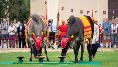 Two decorated royal oxen stand before seven golden food trays during Cambodia's Royal Ploughing Ceremony, with a crowd watching in the background.