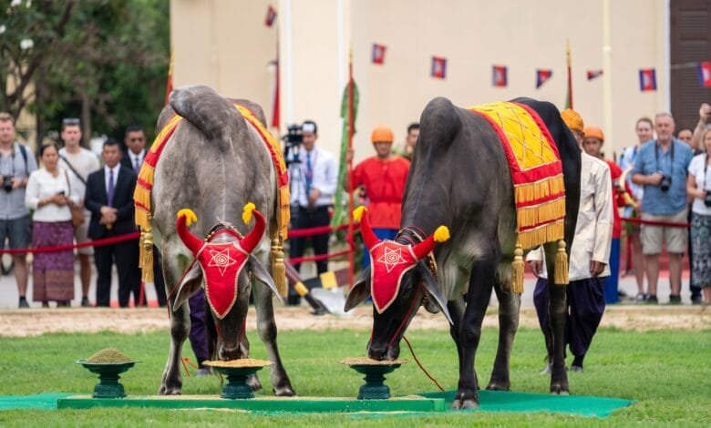 Two decorated royal oxen stand before seven golden food trays during Cambodia's Royal Ploughing Ceremony, with a crowd watching in the background.