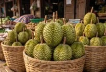 Fresh Cambodian durian fruit with green spiky husk displayed on a woven basket at an outdoor market