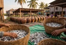 Cambodian fermented fish women producers sorting fish for prahok in a Tonle Sap village