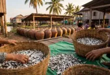 Cambodian fermented fish women producers sorting fish for prahok in a Tonle Sap village