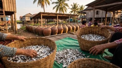 Cambodian fermented fish women producers sorting fish for prahok in a Tonle Sap village
