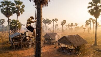 Sugar palm trees dotting the rural landscape of Kampong Speu Province, Cambodia, where GI-certified palm sugar is harvested
