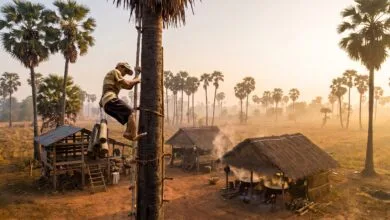 Sugar palm trees dotting the rural landscape of Kampong Speu Province, Cambodia, where GI-certified palm sugar is harvested
