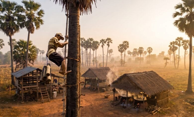 Sugar palm trees dotting the rural landscape of Kampong Speu Province, Cambodia, where GI-certified palm sugar is harvested