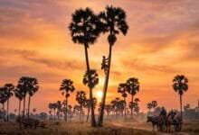 Kampong Speu palm sugar farmer standing at the base of a tall sugar palm tree in a rice field