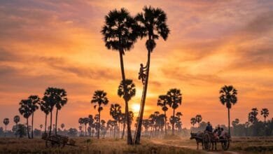 Kampong Speu palm sugar farmer standing at the base of a tall sugar palm tree in a rice field