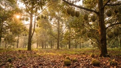 Durian farmer harvesting fruit in a Kampot orchard during Cambodia's durian season