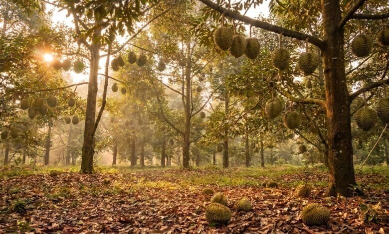 Durian farmer harvesting fruit in a Kampot orchard during Cambodia's durian season