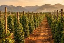 Rows of green pepper vines on wooden stakes at a Kampot pepper farm with mountains in the background