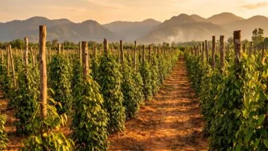 Rows of green pepper vines on wooden stakes at a Kampot pepper farm with mountains in the background