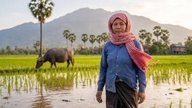 Cambodian woman wearing a red and white checkered krama scarf in a rice field in Cambodia