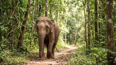 A rescued Asian elephant walking along a shaded path at Phnom Tamao Wildlife Rescue Center in Cambodia