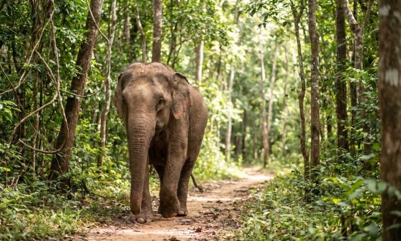 A rescued Asian elephant walking along a shaded path at Phnom Tamao Wildlife Rescue Center in Cambodia