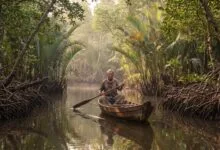 Mangrove channel in Ream National Park, Cambodia