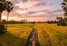 Cyclist riding through rice paddies at sunset on a Siem Reap countryside bike tour