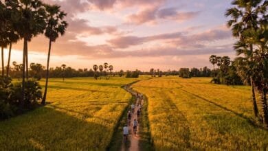 Cyclist riding through rice paddies at sunset on a Siem Reap countryside bike tour