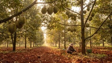 Steung Trang durian farms in Kampong Cham province, Cambodia, showing tall durian trees with ripe fruit in the canopy and red soil below