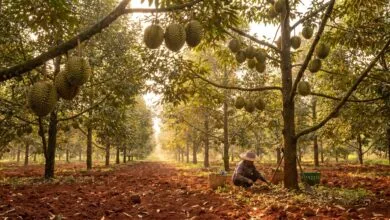 Steung Trang durian farms in Kampong Cham province, Cambodia, showing tall durian trees with ripe fruit in the canopy and red soil below