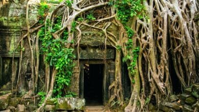 Massive tree root growing over a stone doorway at Ta Prohm temple in Angkor, Cambodia.
