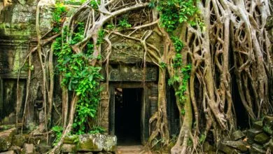 Massive tree root growing over a stone doorway at Ta Prohm temple in Angkor, Cambodia.