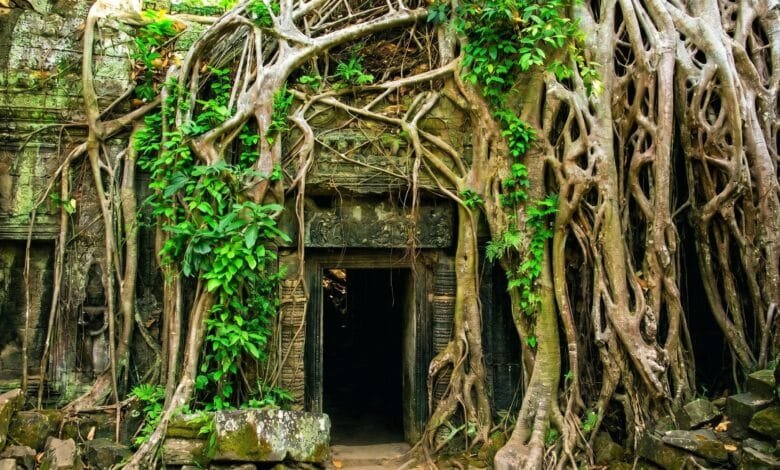 Massive tree root growing over a stone doorway at Ta Prohm temple in Angkor, Cambodia.