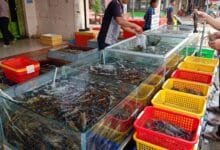 Fresh Takeo crayfish displayed on a wooden platter at a morning market in Takeo province, Cambodia