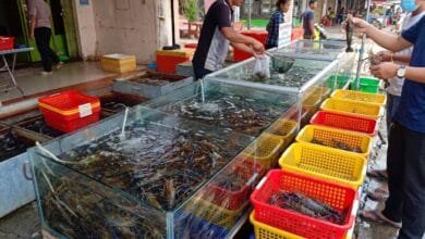 Fresh Takeo crayfish displayed on a wooden platter at a morning market in Takeo province, Cambodia