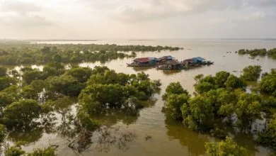 Aerial view of Tonlé Sap Lake in Cambodia during the wet season, with flooded forest tree canopies emerging from the water and a floating village visible in the distance
